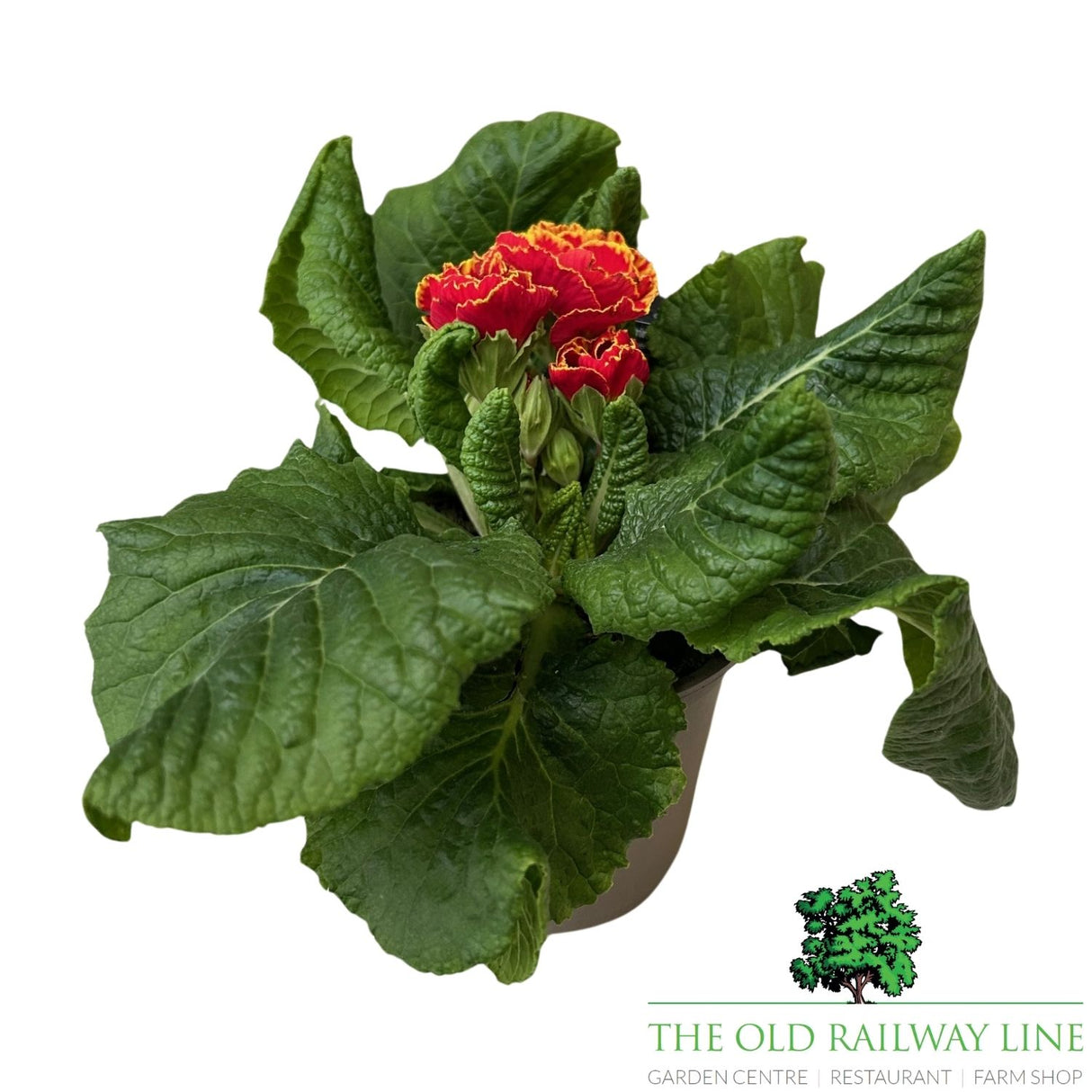 Primula Flamenco Fire Plant - 1Ltr Pot