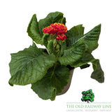 Primula Flamenco Fire Plant - 1Ltr Pot