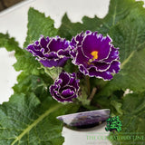 Primula Flamenco Violet White Edge Plant - 1Ltr Pot