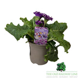 Primula Flamenco Violet White Edge Plant - 1Ltr Pot