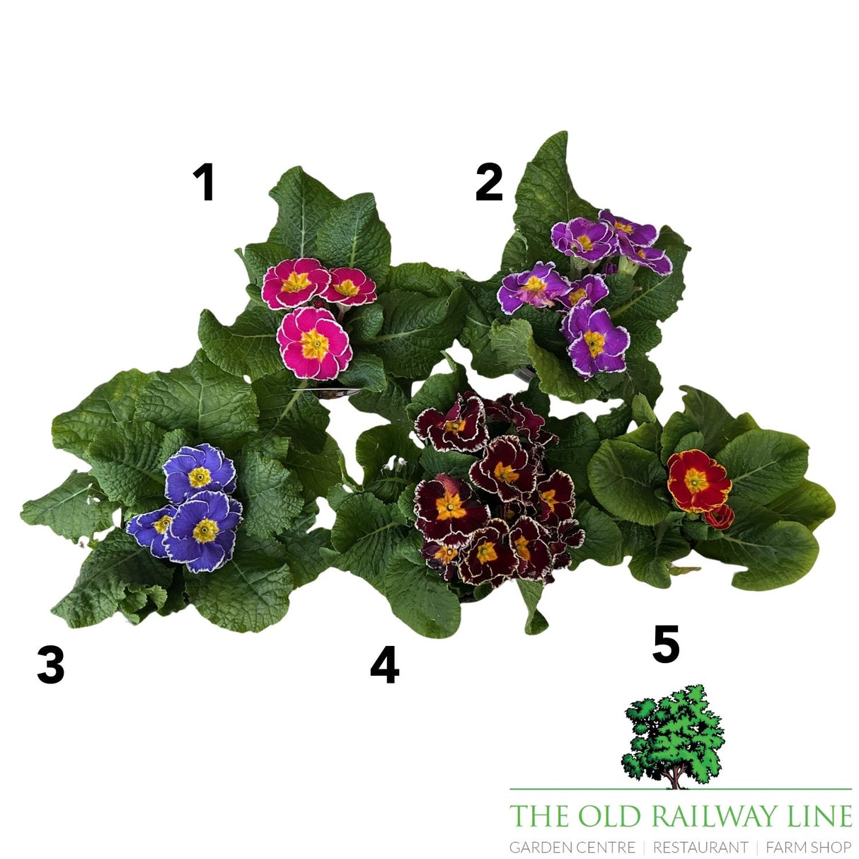 Primula Sparkly Mix - 1Ltr Pot (Choice of 5)