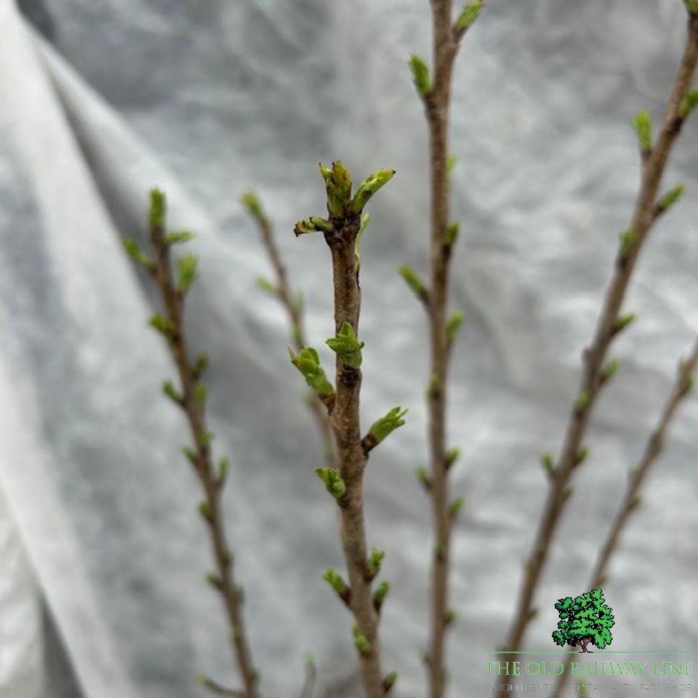 Prunus Avium Cherry Fruit Bush - 7.5Ltr Pot