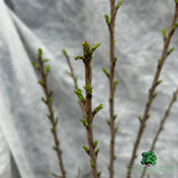 Prunus Avium Cherry Fruit Bush - 7.5Ltr Pot