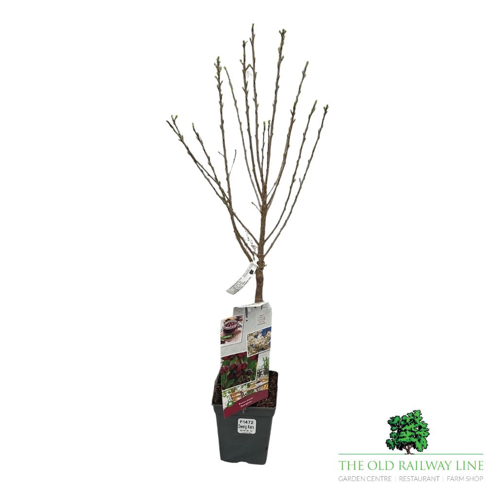 Prunus Avium Cherry Fruit Bush - 7.5Ltr Pot