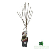 Prunus Avium Cherry Fruit Bush - 7.5Ltr Pot