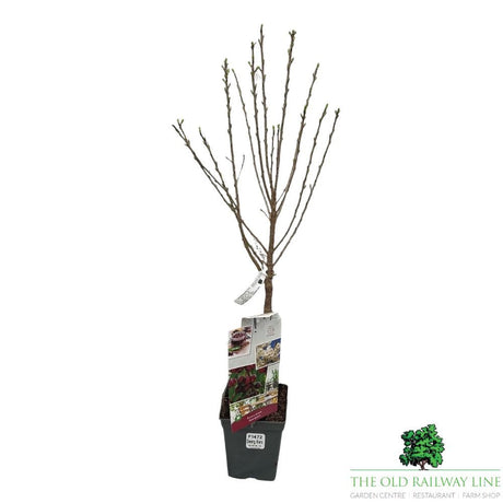 Prunus Avium Cherry Fruit Bush - 7.5Ltr Pot - Old Railway Line Garden Centre
