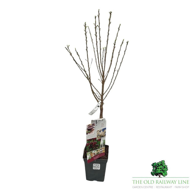 Prunus Avium Cherry Fruit Bush - 7.5Ltr Pot - Old Railway Line Garden Centre