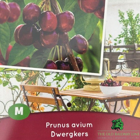 Prunus Avium Cherry Fruit Bush - 7.5Ltr Pot - Old Railway Line Garden Centre