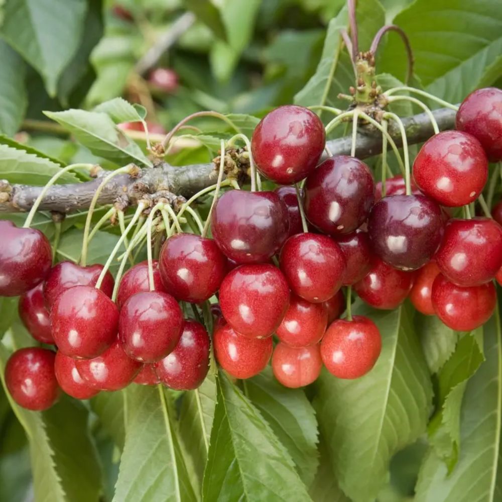 Prunus avium 'Stella' Half Standard Cherry Tree - 12Ltr Pot