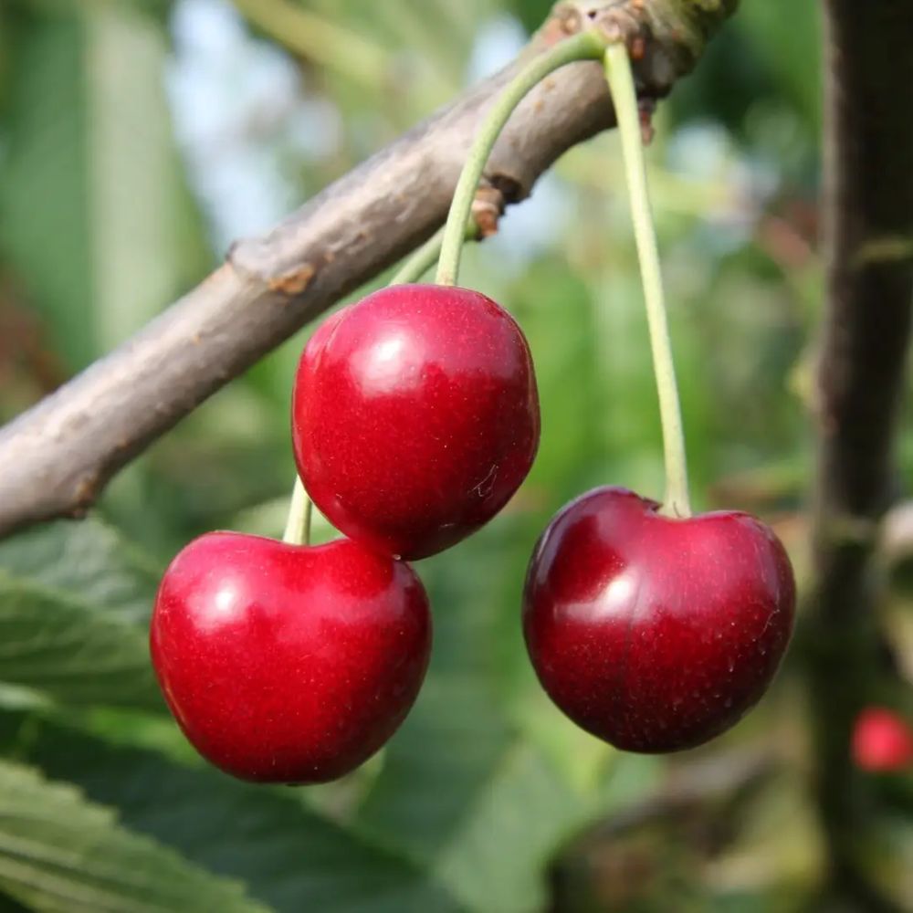 Prunus avium 'Summer Sun' Cherry Tree - 12Ltr Pot