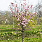 Frank P Matthews Prunus ‘Beni-yutaka’ Japanese Flowering Cherry Tree - 12Ltr Pot