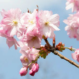 Frank P Matthews Prunus ‘Beni-yutaka’ Japanese Flowering Cherry Tree - 12Ltr Pot