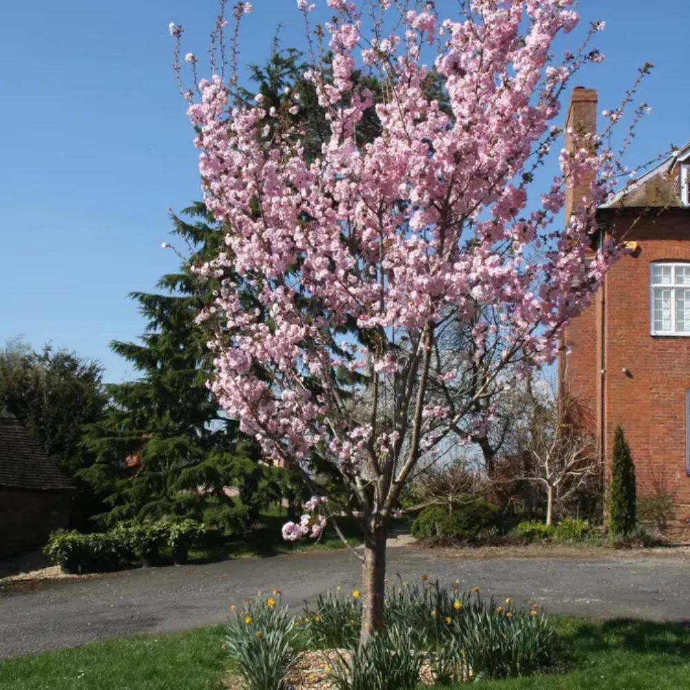 Frank P Matthews Prunus ‘Beni-yutaka’ Japanese Flowering Cherry Tree - 12Ltr Pot