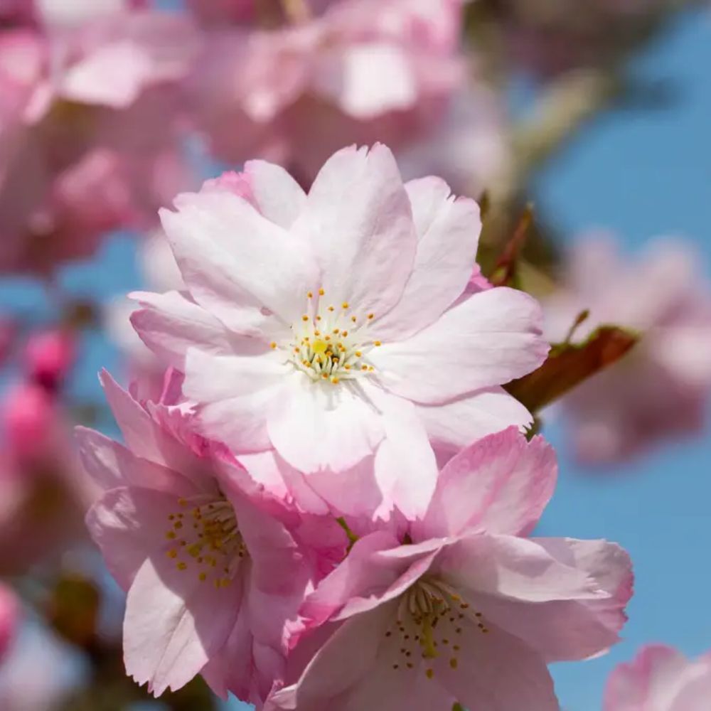 Frank P Matthews Prunus ‘Beni-yutaka’ Japanese Flowering Cherry Tree - 12Ltr Pot