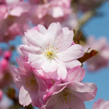 Frank P Matthews Prunus ‘Beni-yutaka’ Japanese Flowering Cherry Tree - 12Ltr Pot