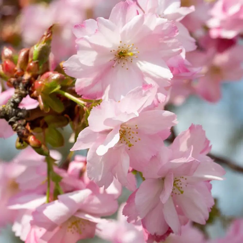 Frank P Matthews Prunus ‘Beni-yutaka’ Japanese Flowering Cherry Tree - 12Ltr Pot
