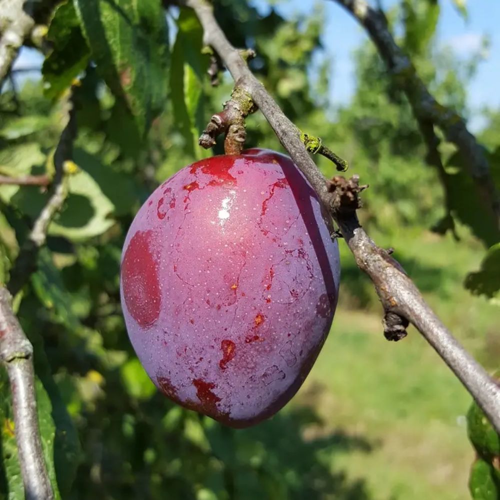 Prunus domestica 'Jubilee' Plum Tree - 12Ltr Pot