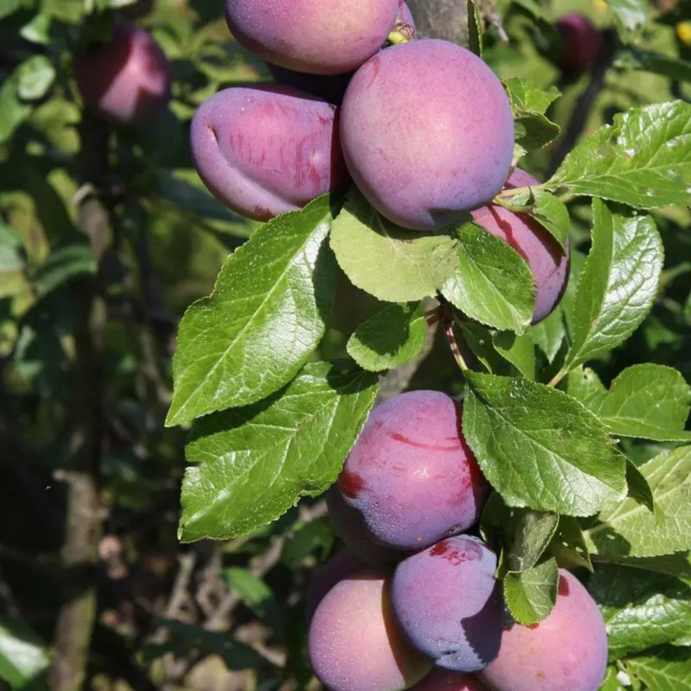 Prunus domestica 'Malling Elizabeth®' Plum Tree - 12Ltr Pot