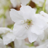 Frank P Matthews Prunus ‘Fragrant Cloud’ Japanese Flowering Cherry Tree - 12Ltr Pot