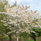 Frank P Matthews Prunus ‘Fragrant Cloud’ Japanese Flowering Cherry Tree - 12Ltr Pot