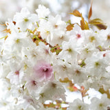Frank P Matthews Prunus ‘Fragrant Cloud’ Japanese Flowering Cherry Tree - 12Ltr Pot