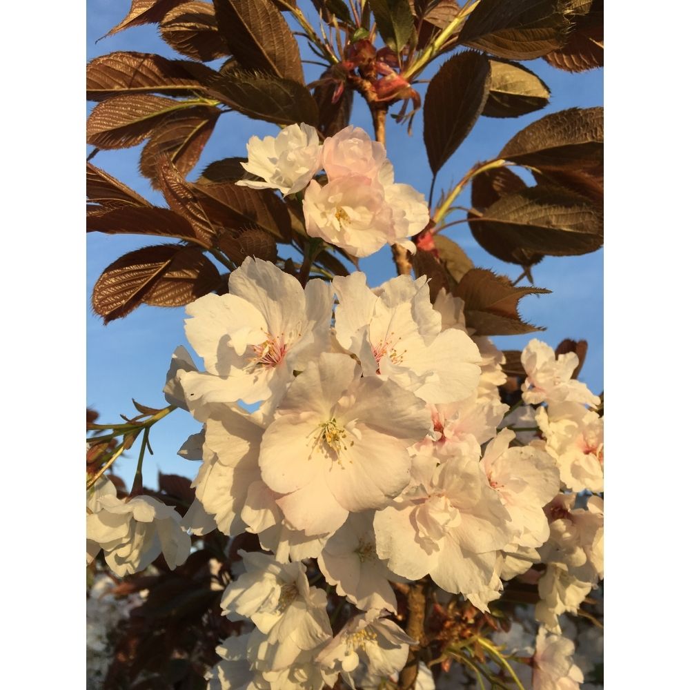 Frank P Matthews Prunus ‘Fragrant Cloud’ Japanese Flowering Cherry Tree - 12Ltr Pot