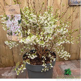Prunus incisa 'Kojo-no-mai' - Cherry Blossom Tree - 15 Litre Pot