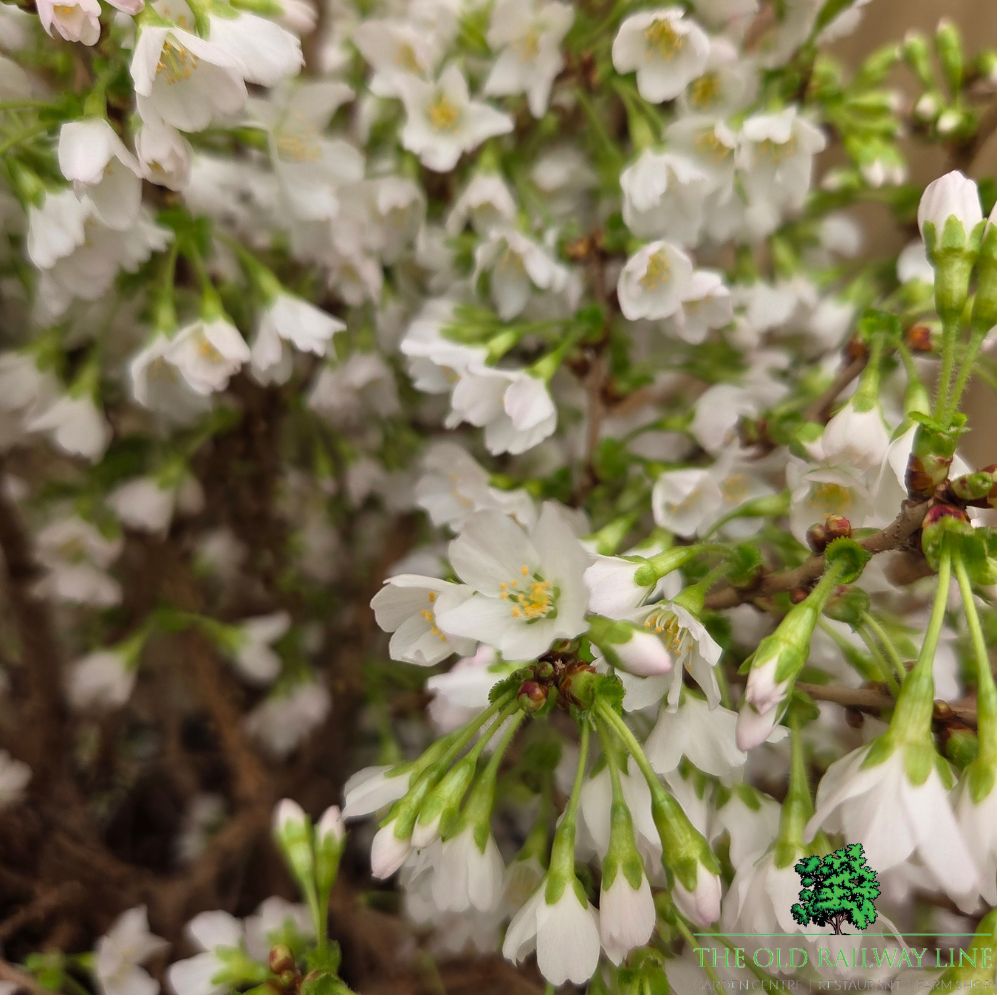 Prunus incisa 'Kojo-no-mai' - Cherry Blossom Tree - 15 Litre Pot