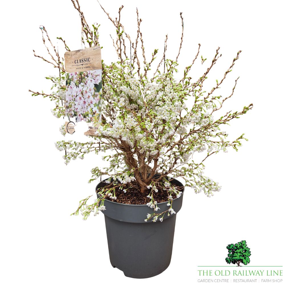 Prunus incisa 'Kojo-no-mai' - Cherry Blossom Tree - 15 Litre Pot