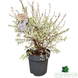Prunus incisa 'Kojo-no-mai' - Cherry Blossom Tree - 15 Litre Pot