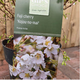 Prunus incisa 'Kojo-no-mai' - Cherry Blossom Tree - 7 Litre Pot