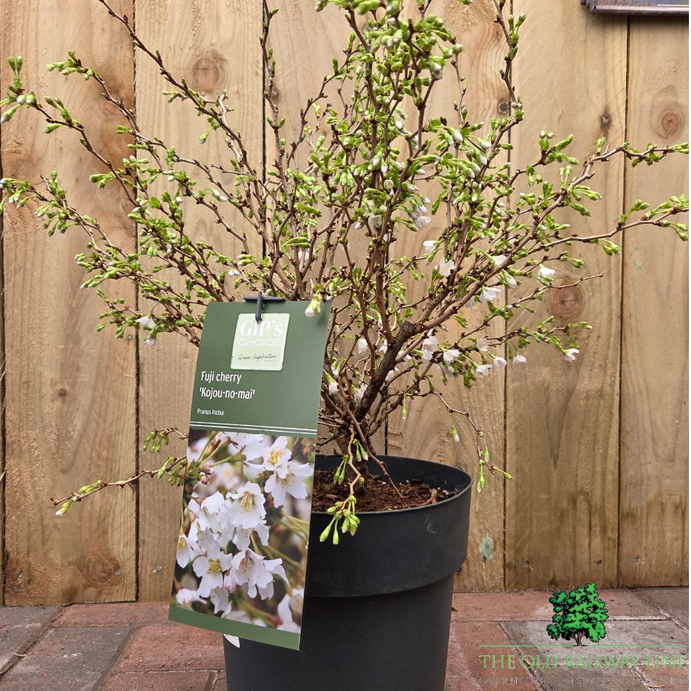 Prunus incisa 'Kojo-no-mai' - Cherry Blossom Tree - 7 Litre Pot