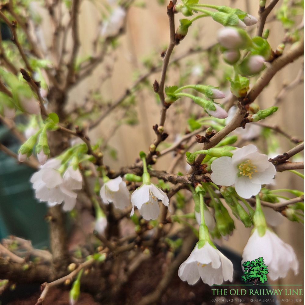 Prunus incisa 'Kojo-no-mai' - Cherry Blossom Tree - 7 Litre Pot