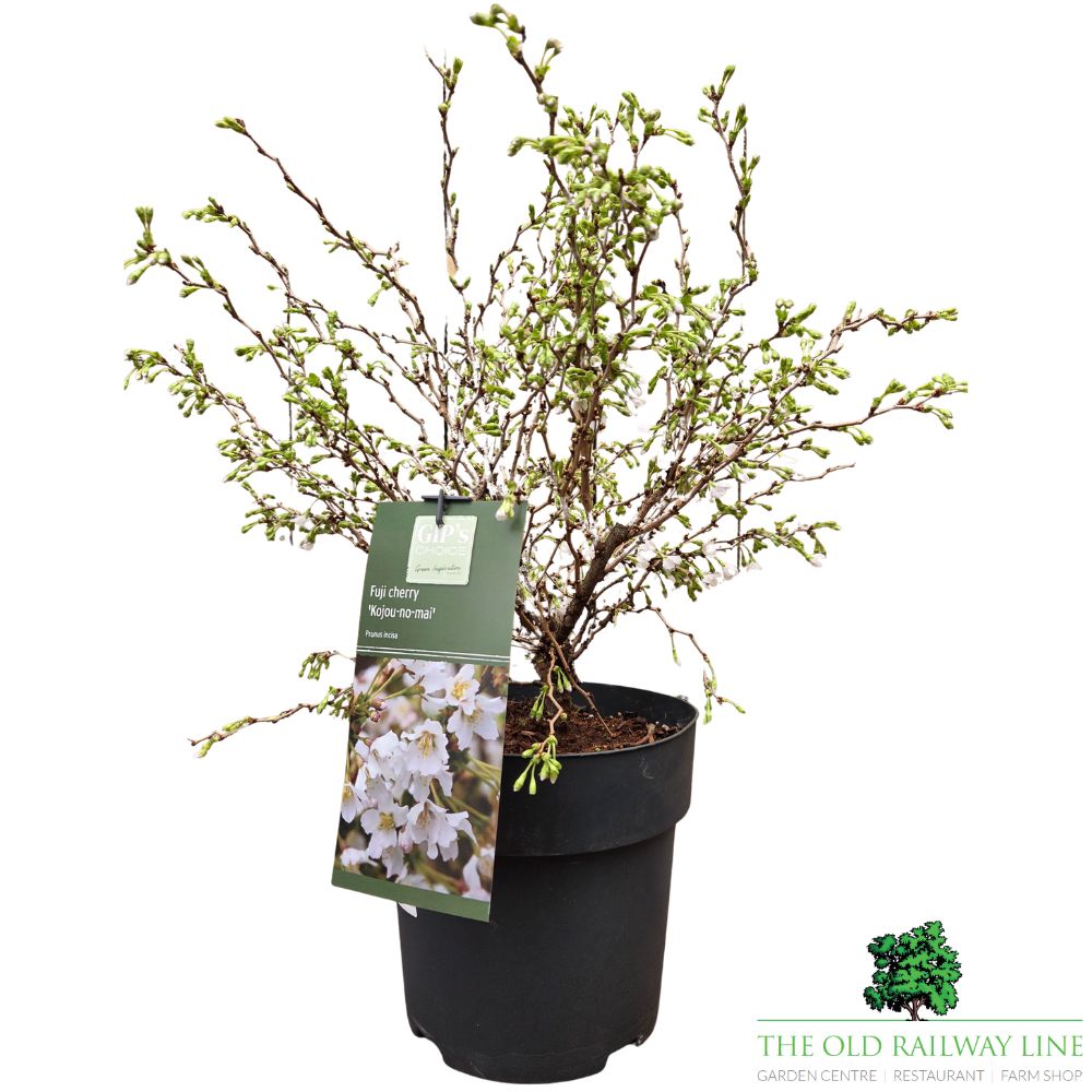 Prunus incisa 'Kojo-no-mai' - Cherry Blossom Tree - 7 Litre Pot