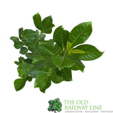 Prunus laurocerasus Rotundifolia Plant - 3Ltr Pot