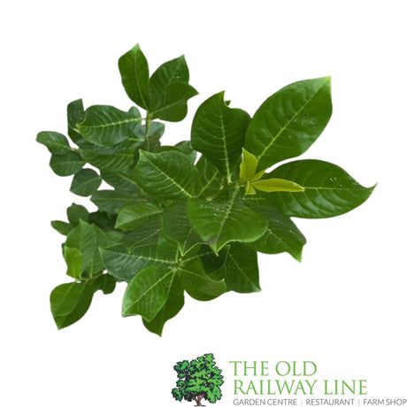 Prunus laurocerasus Rotundifolia Plant - 3Ltr Pot