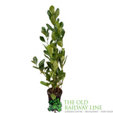 Prunus laurocerasus Rotundifolia Plant - 3Ltr Pot