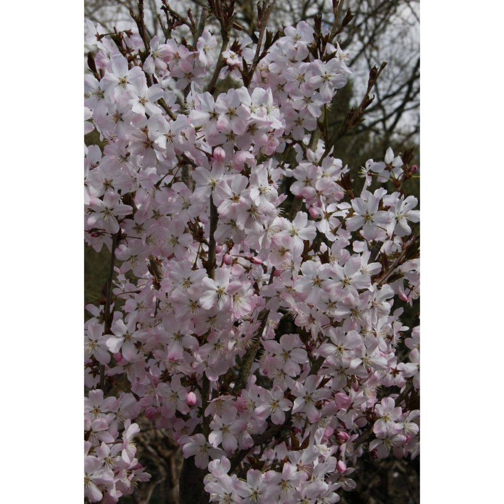 Ornamental Cherry Tree 'Prunus Pandora' 12Ltr Pot