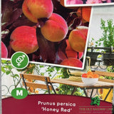 Prunus Persica 'Honey Red' Fruit Bush - 7.5Ltr Pot