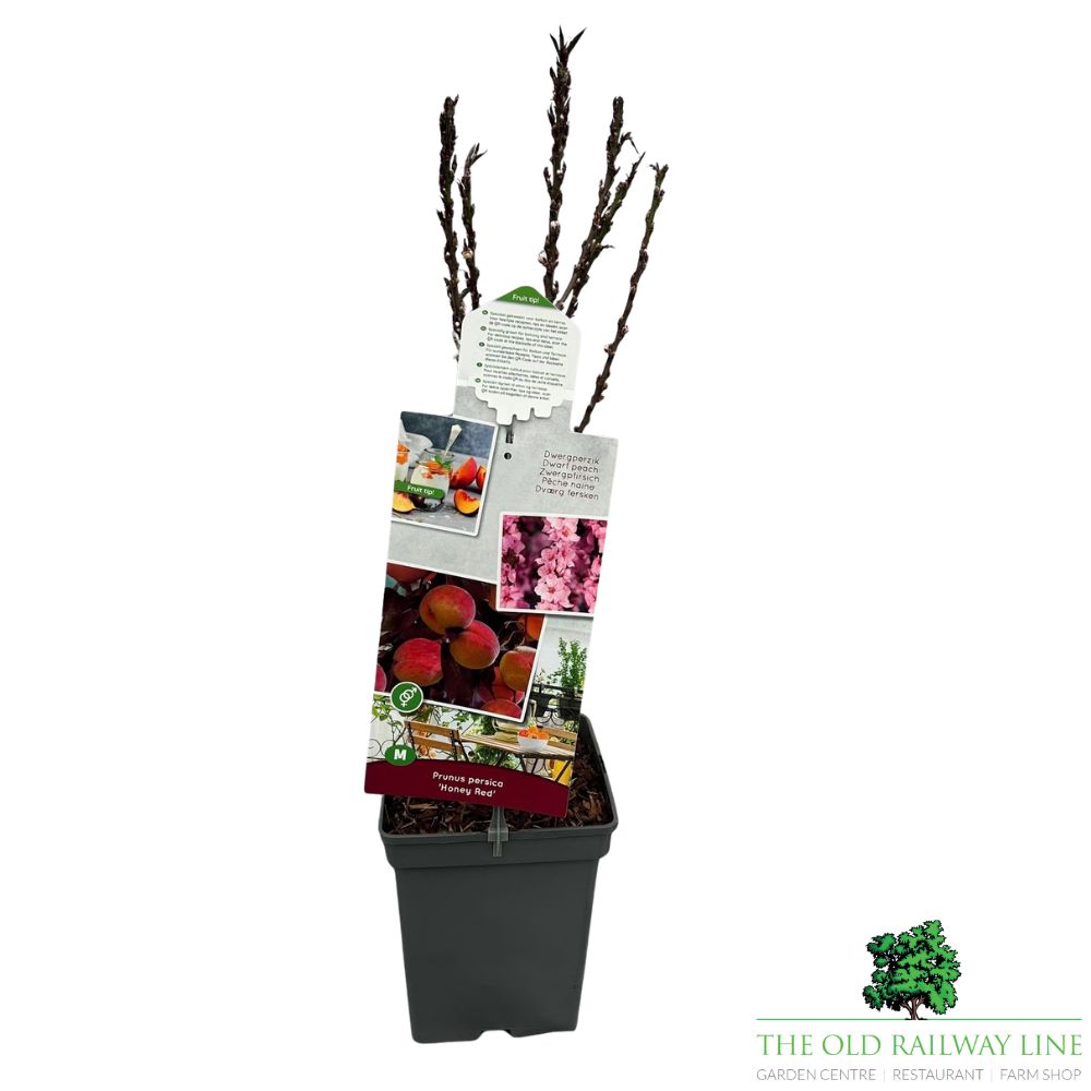 Prunus Persica 'Honey Red' Fruit Bush - 7.5Ltr Pot
