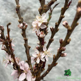 Prunus Persica 'Honey Red' Fruit Bush - 7.5Ltr Pot