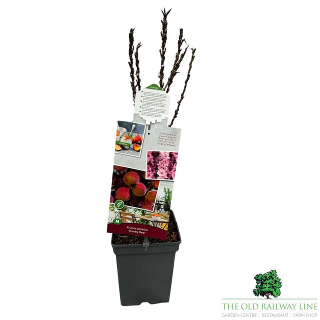 Prunus Persica 'Honey Red' Fruit Bush - 7.5Ltr Pot - Old Railway Line Garden Centre