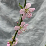 Prunus Persica 'Ice Peach' Fruit Bush - 7.5Ltr Pot