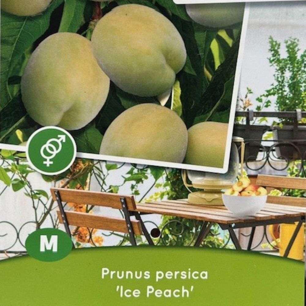 Prunus Persica 'Ice Peach' Fruit Bush - 7.5Ltr Pot