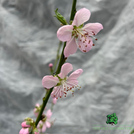Prunus Persica 'Red Peach' Fruit Tree - 7.5 Ltr Pot - Old Railway Line Garden Centre