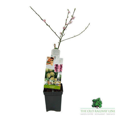 Prunus Persica 'Red Peach' Fruit Tree - 7.5 Ltr Pot - Old Railway Line Garden Centre