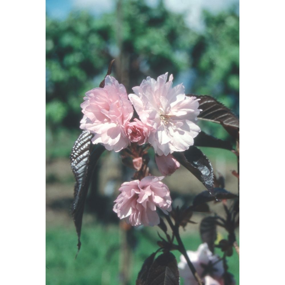 Prunus 'Royal Burgundy' Tree 12Ltr