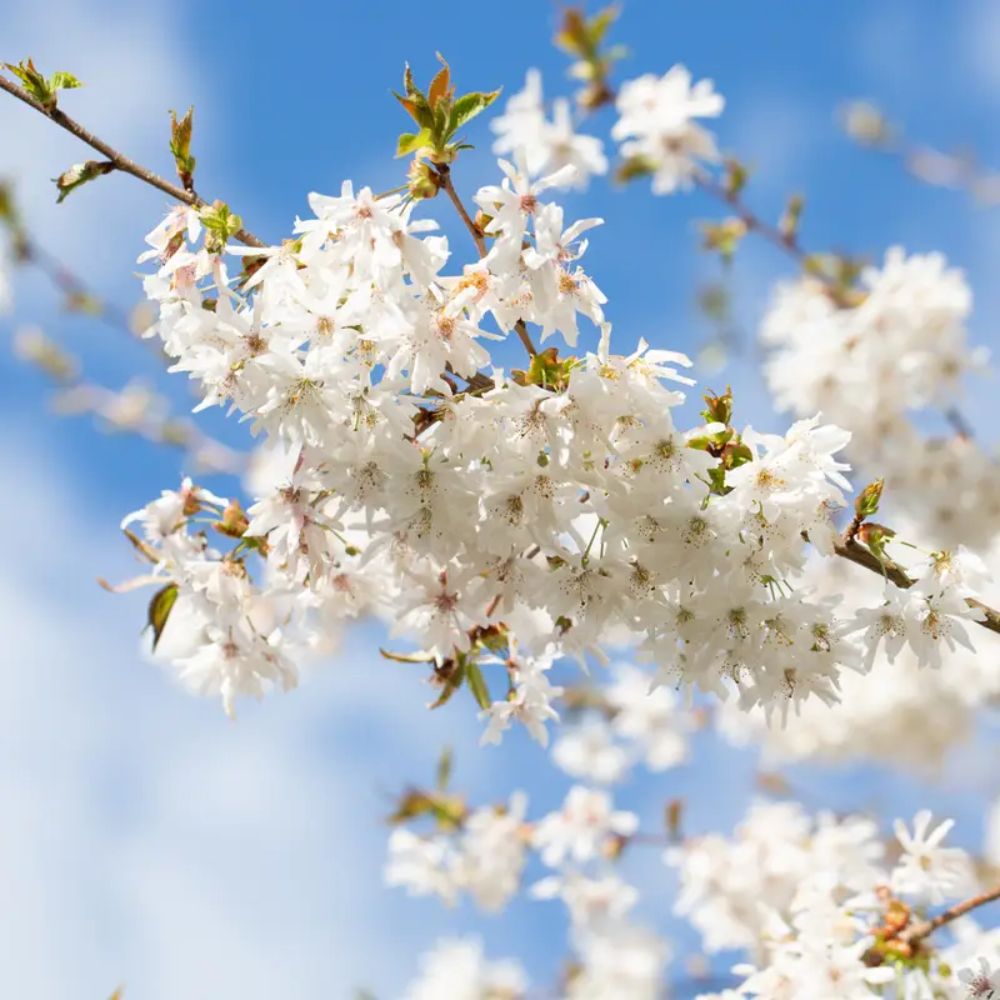 Prunus ‘Starlight’® Flowering Cherry Tree - 12Ltr Pot