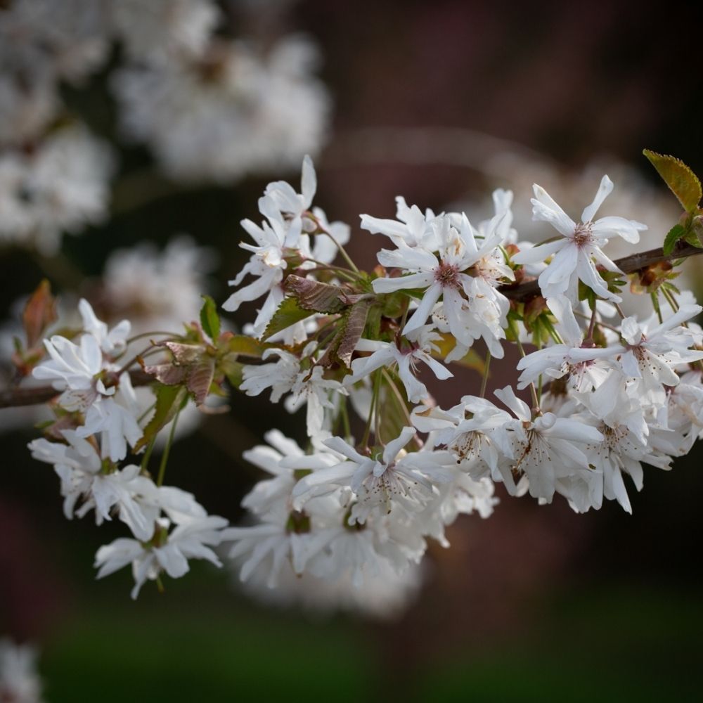 Prunus ‘Starlight’® Flowering Cherry Tree - 12Ltr Pot