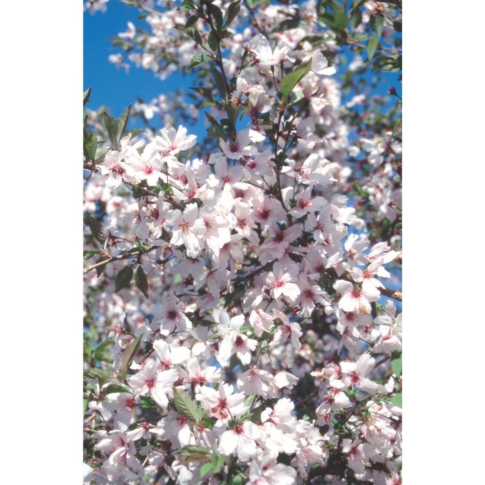 Prunus 'The Bride' Tree 12Ltr Pot